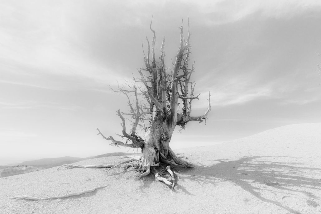 Peter Hilberts, Z/W foto dode boom in woestijn landschap.