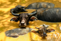 Waterbuffels