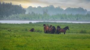 Paarden in ochtendnevel Foto 1 Twan vd Hombergh