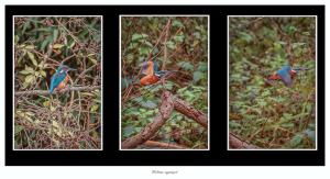 Wittsee vogelspot