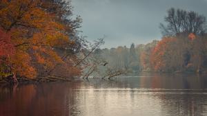 Wittsee vogelspot