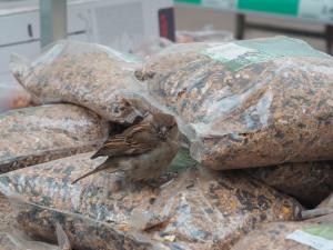Sandra Marijnissen,Huismus bij zakken vogelvoer