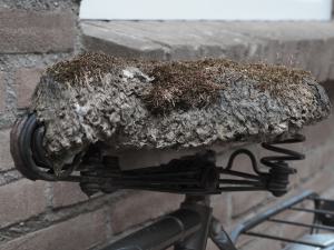 Sandra Marijnissen, Verweerd fiets zadel.