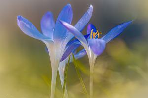 Crocussen en bloemen eigen tuin