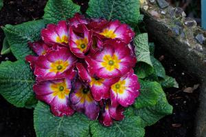Harry Veugelers, Plant