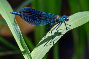 Peter Hilberts foto 1 , Blauwe Libelle