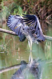 08Toon StultiënsBlauwe-Reiger A4A6109 (1)