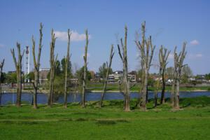 Manfred Schmitter Bomen aan de Maas zicht op Blerick