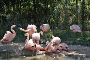 ohn Schwachöfer foto 3 Flamingo's in dierenpark