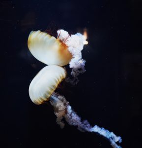 11John Schwachöfer2 Kwallen