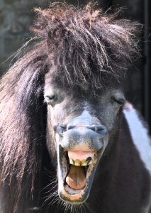 06Bert JacobsLachende ponyDSC 0262