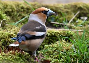 Bert Jacobs,Appelvink