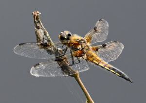 Viervlek libelle