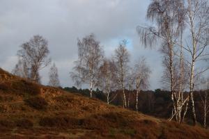 Harry Veugelers, heide landschap met berken bomen