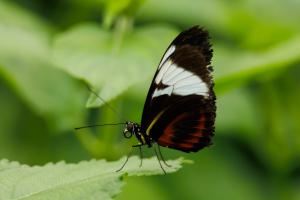 Toon Stultiens, Vlinder Heliconius erato