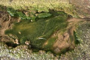 PIet Nijskens Waterloop met algen vorming