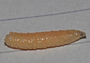 Stukje regenworm , Foto 2 Toon Stultiens