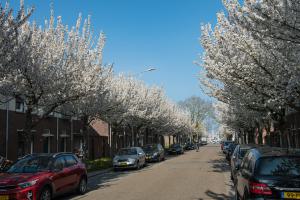 Hen Peeters, Bloesem in Karbinderstraat