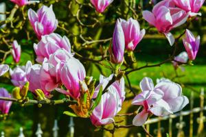 Hen Peeters, Magnolia