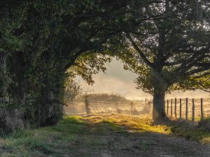 03Peter HilbertsOchtend-bij-de-Brenne