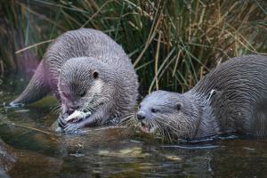 Peter Hilberts,Otters