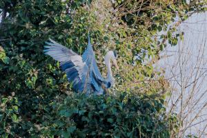 Toon Stultiens , blauwe reiger