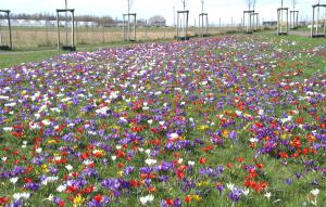 Manfred Schmitter Crocus veldje Kaldenkirchen