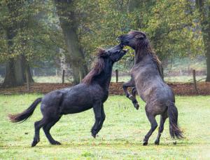 Peter Hilberets foto 3 Vechtende paarden