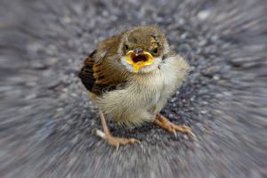 Peter Hilberts, vogeltje beweging toegevoegd