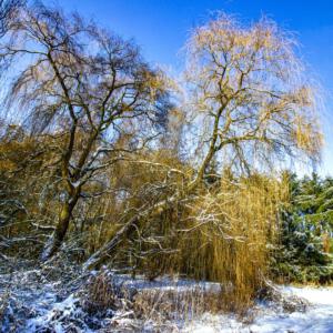 Winter Tegelen ,Foto 1 Peter Hilberts