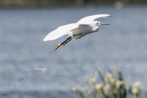 Witte-rijger A4A1410 resultaat3648