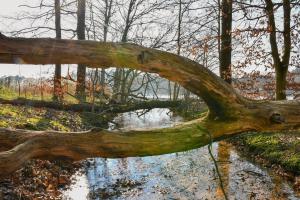 Omgevallen bomen Zwart water Venlo