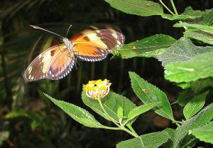 Wiel Driessen vlinder opvliegend