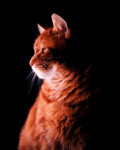 Sjoerd, Portret van een kat