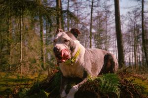 Sjoerd Daemen, Hond