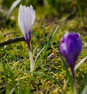 John Schwachöfer, Crocussen