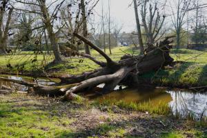 John Schwachöfer, Omgevallen boom Bergerpark Venlo