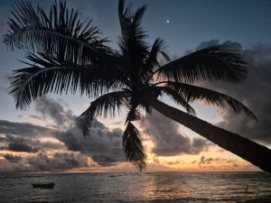 05John SchwachöferPlamboom aan strand ondergaande zon