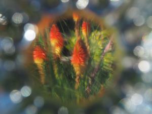 Sandra Marijnissen oranje plant inkijk door glas onscherp